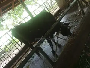 Farm Cows