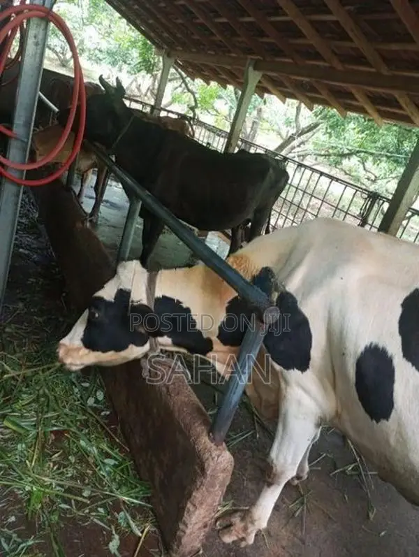 Farm Cows