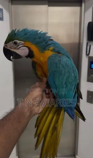 Blue with Gold Macaw