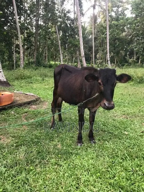 Farm Cow