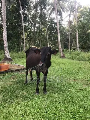 Farm Cow