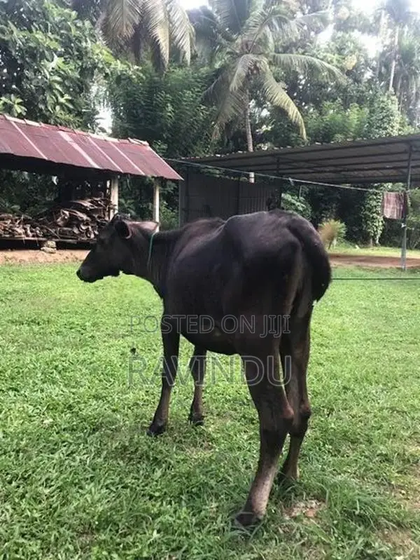 Farm Cow