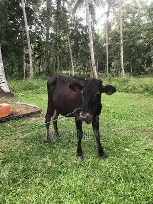 Farm Cow