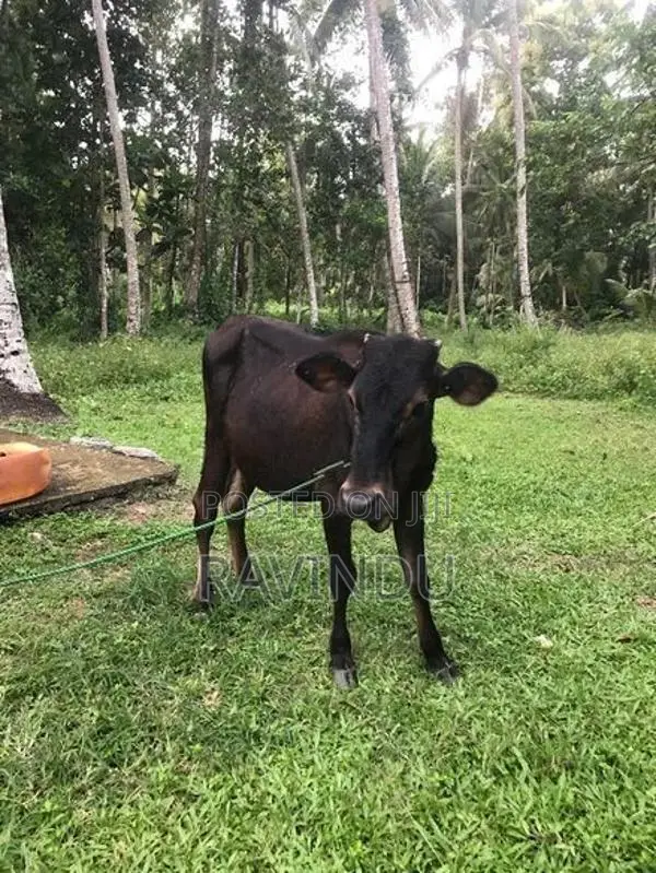 Farm Cow