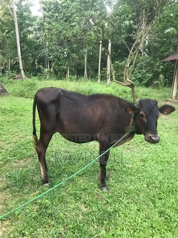 Farm Cow