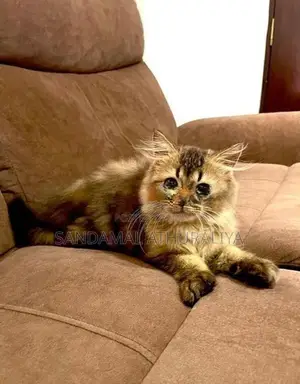 British Long Hair Kitten