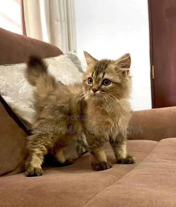 British Long Hair Kitten