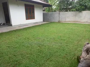 Malasiyan Carpet Grass