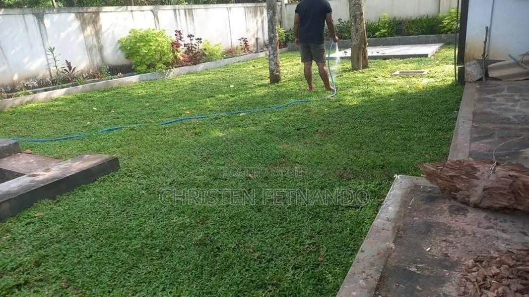 Malasiyan Carpet Grass