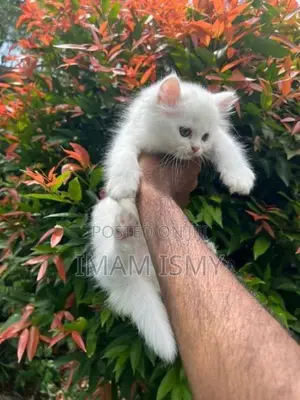 Persian Cat