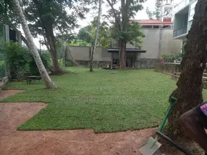 Malasiyan Carpet Grass