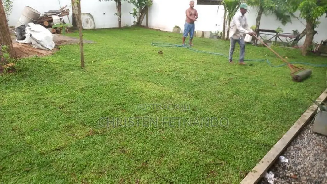 Malasiyan Carpet Grass