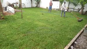 Malasiyan Carpet Grass