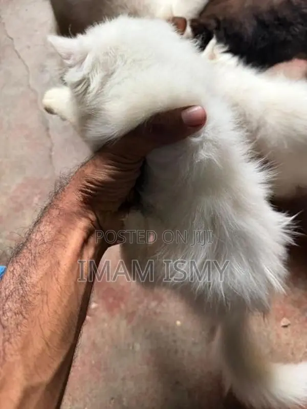 Persian Cat