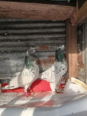 Pigeons