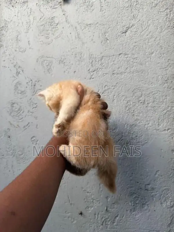 Pure breed Persian