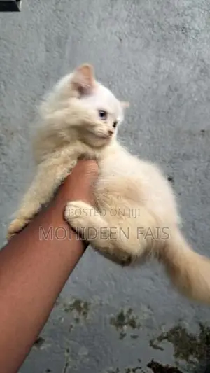 Pure breed Persian