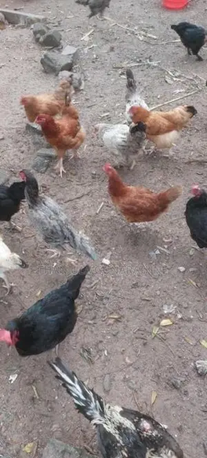 Country Hens