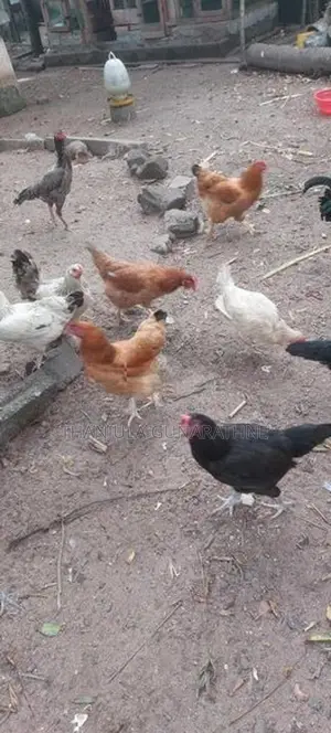 Country Hens