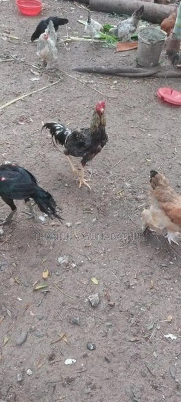 Country Hens