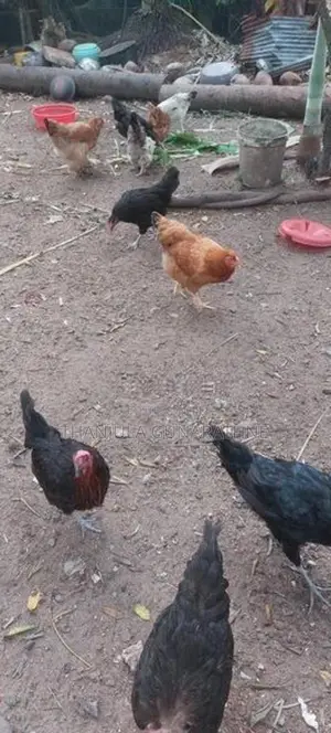 Country Hens