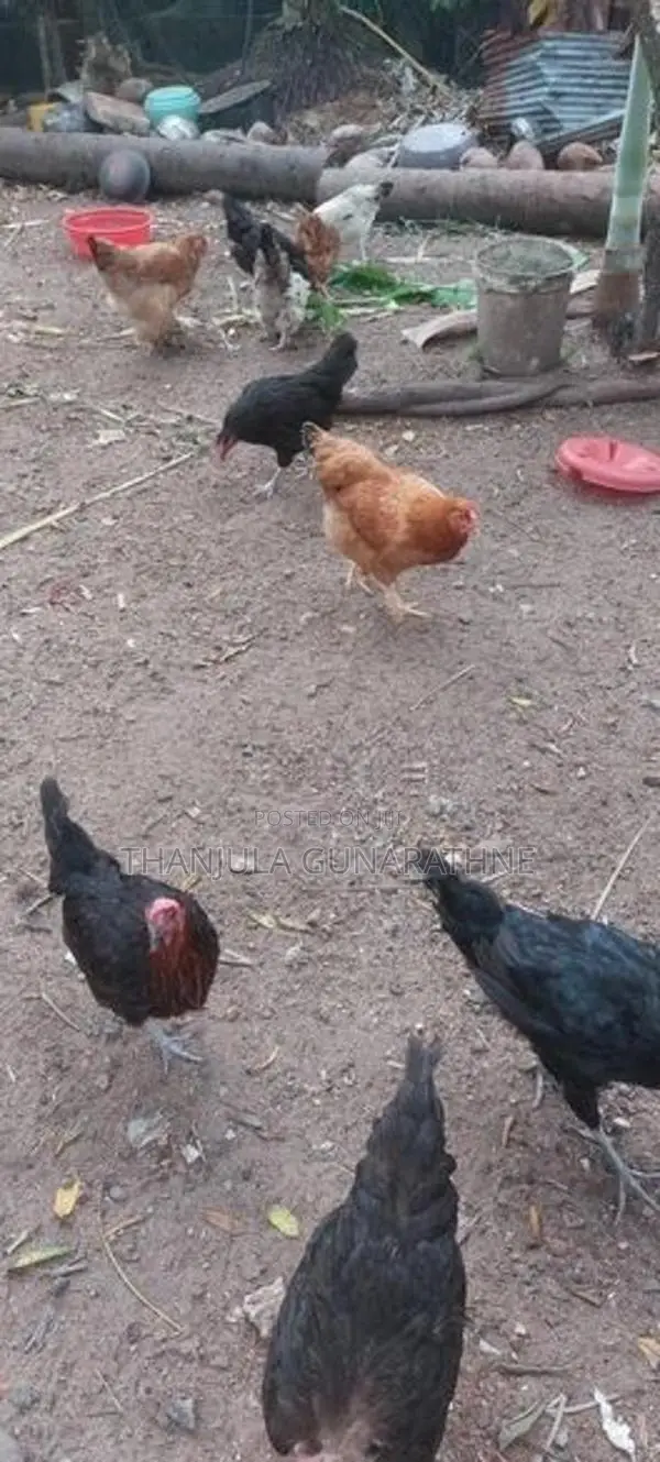 Country Hens