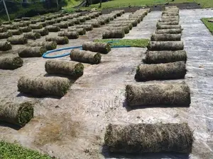 Malaysian Grass