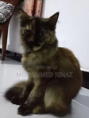 Persian Female Cat