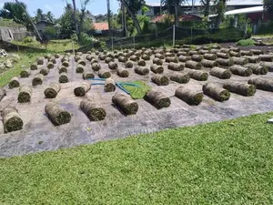 Malaysian Grass