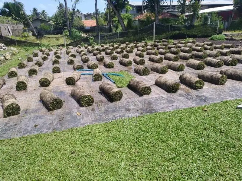 Malaysian Grass