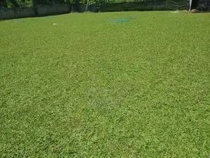 Malaysian Grass