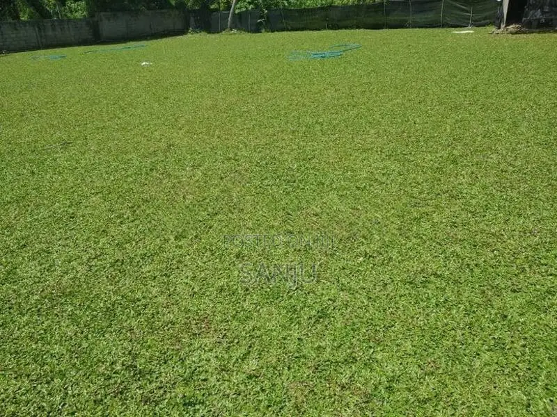 Malaysian Grass
