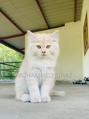 Persian Cat