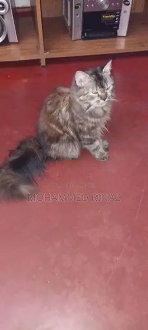 Persian Cat
