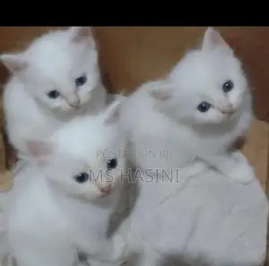 Persian Cat