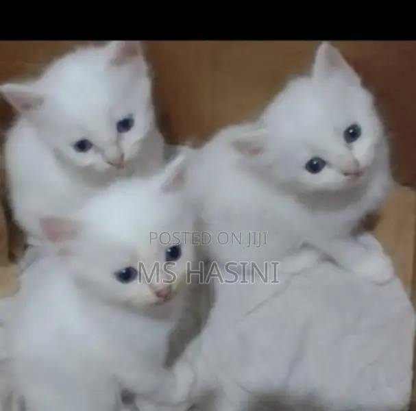 Persian Cat