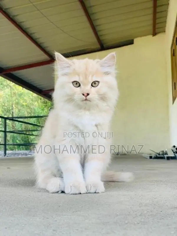 Persian Cat