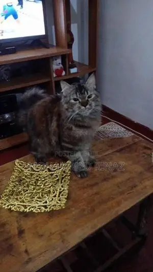 Persian Cat