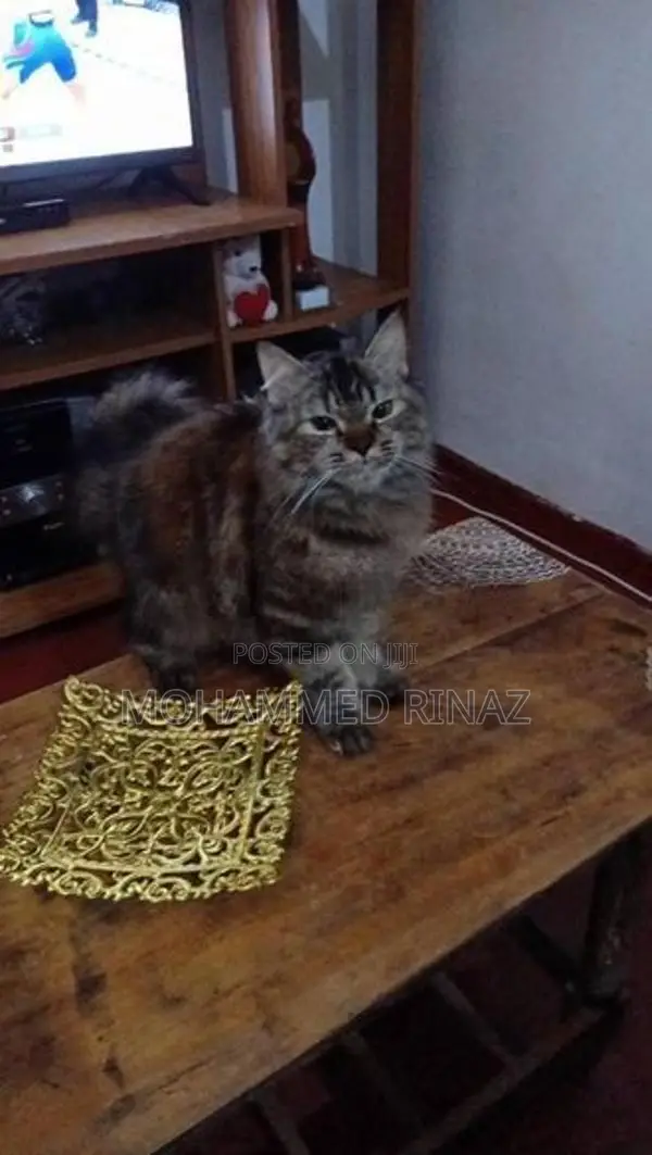 Persian Cat