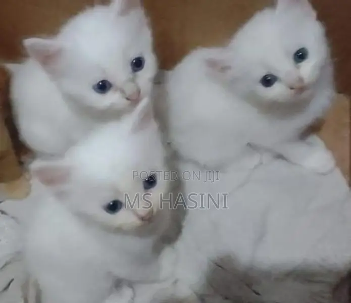 Persian Cat