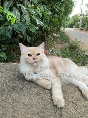 Persian Cat