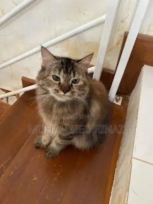 Persian Cat