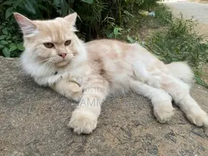 Persian Cat
