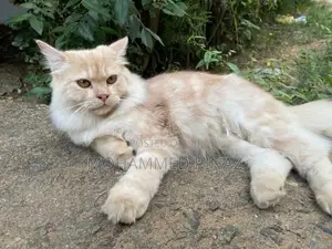 Persian Cat