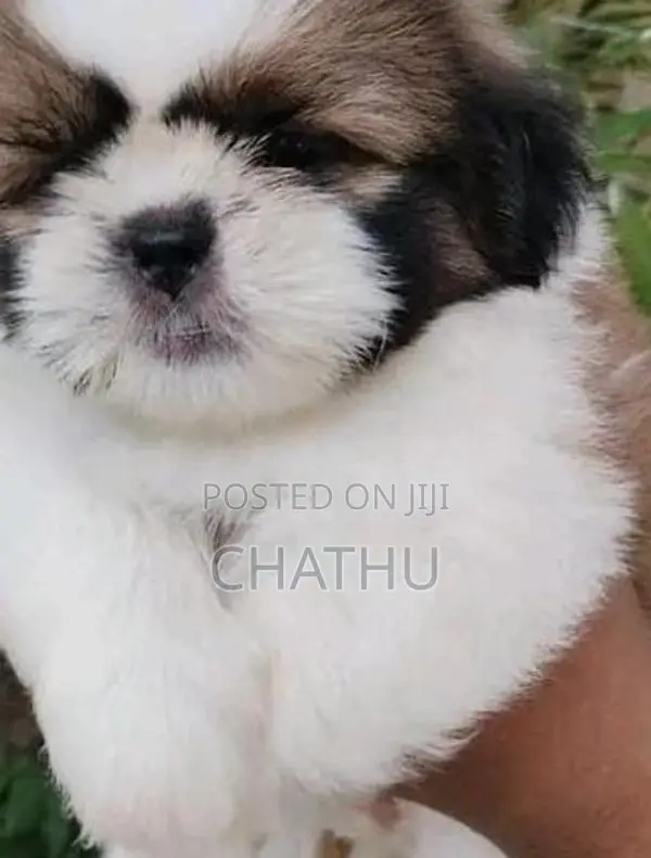 Shih Tzu Puppies