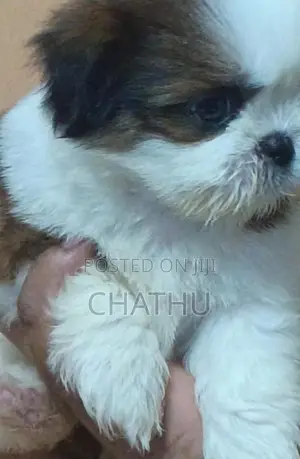 Shih Tzu Puppies