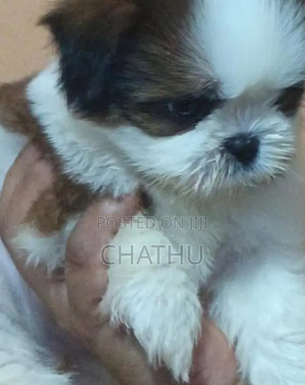 Shih Tzu Puppies