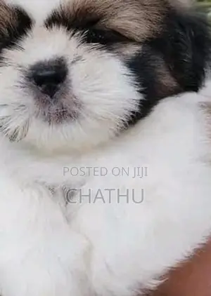 Shih Tzu Puppies