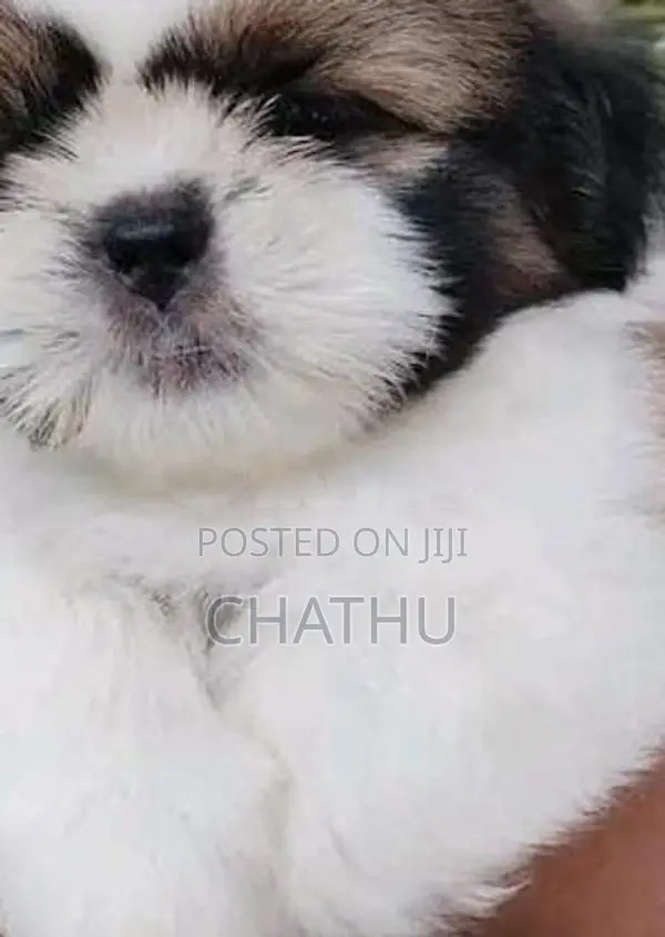 Shih Tzu Puppies