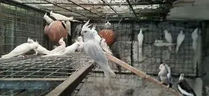 Cockatiel Bird